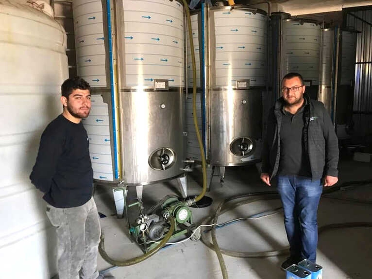 Mut\'a Günlük 200 Ton Zeytinyağı Üretiliyor