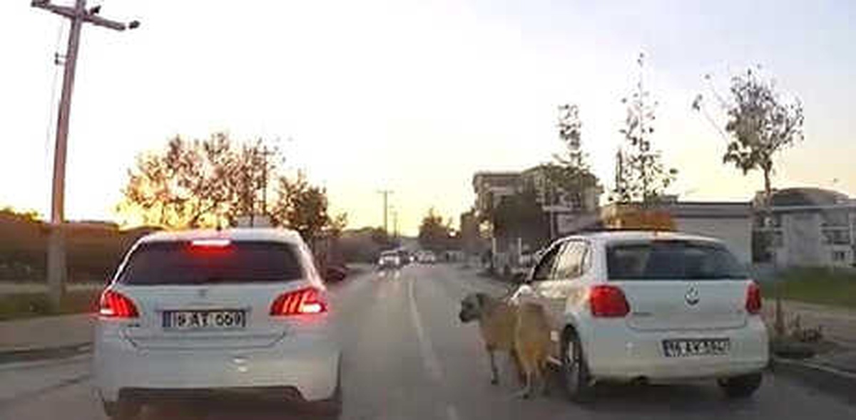 Otomobiline Bağladığı Köpeği Dakikalarca Sürükledi