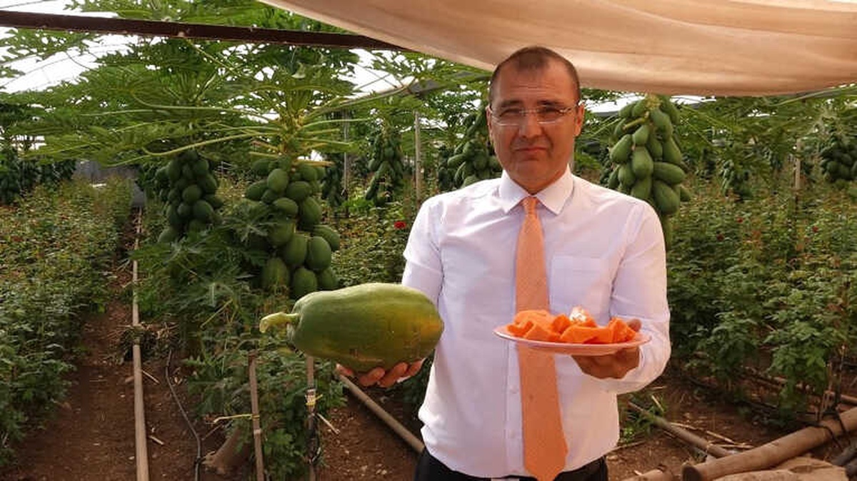Tavsiye Üzerine Ekti, Normalden Daha Fazla Verim Aldı