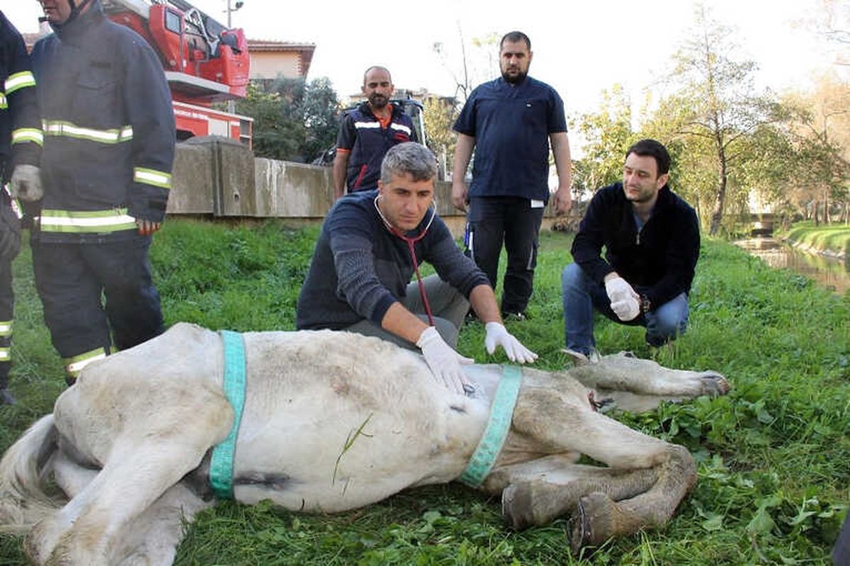 Yalova\'da Ölüme Terk Edilen Atın İmdadına Belediye Koştu