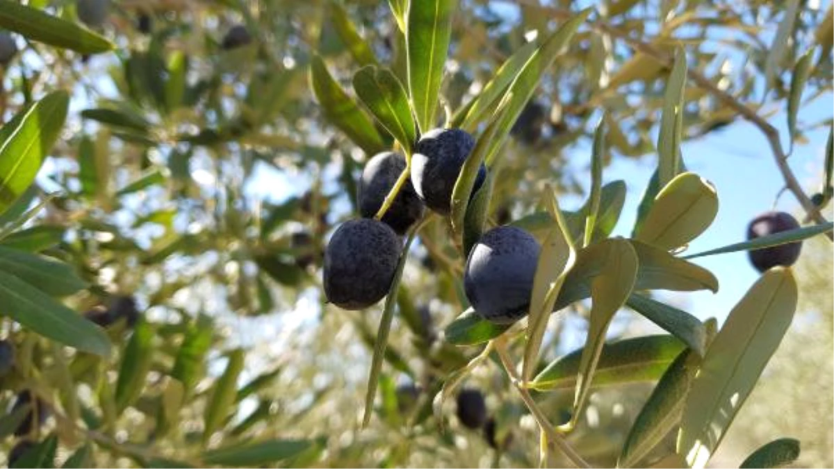 Yeşil Altın\' Zeytinde Hasat Başladı