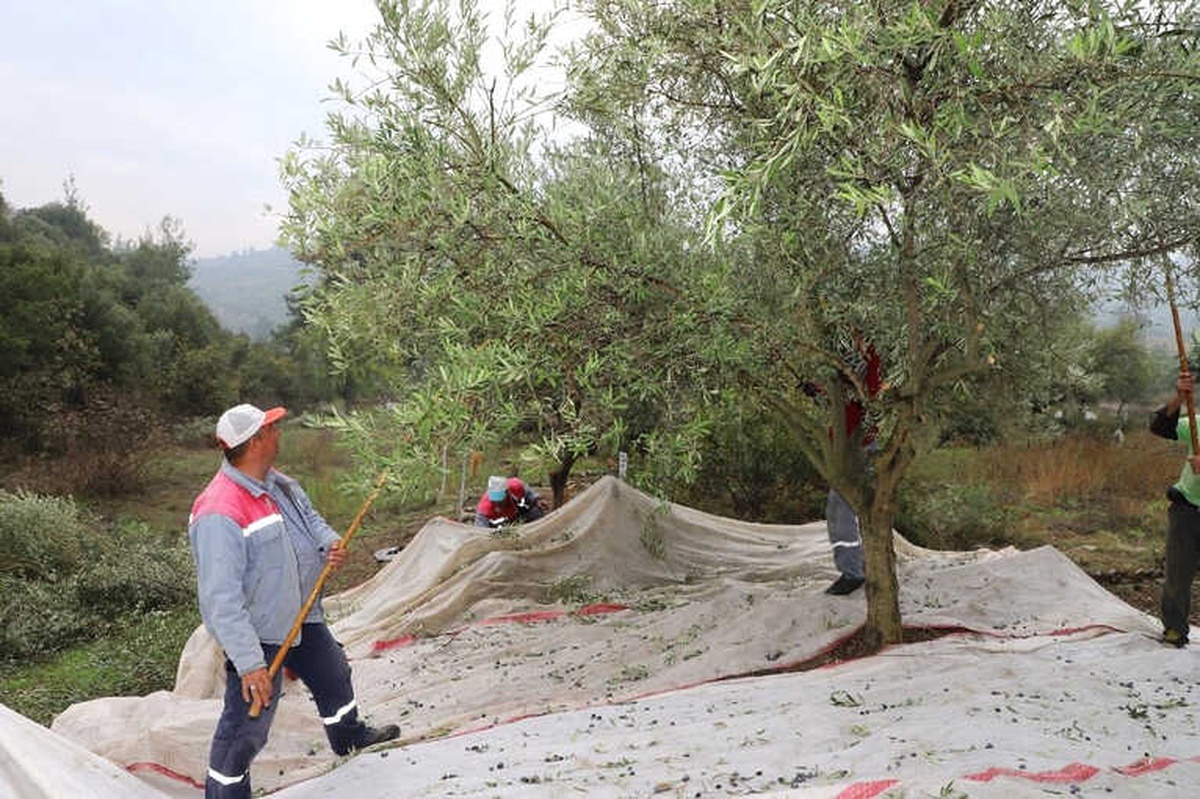 Zeytinler Muhtacın Sofrası İçin Toplanmaya Başladı