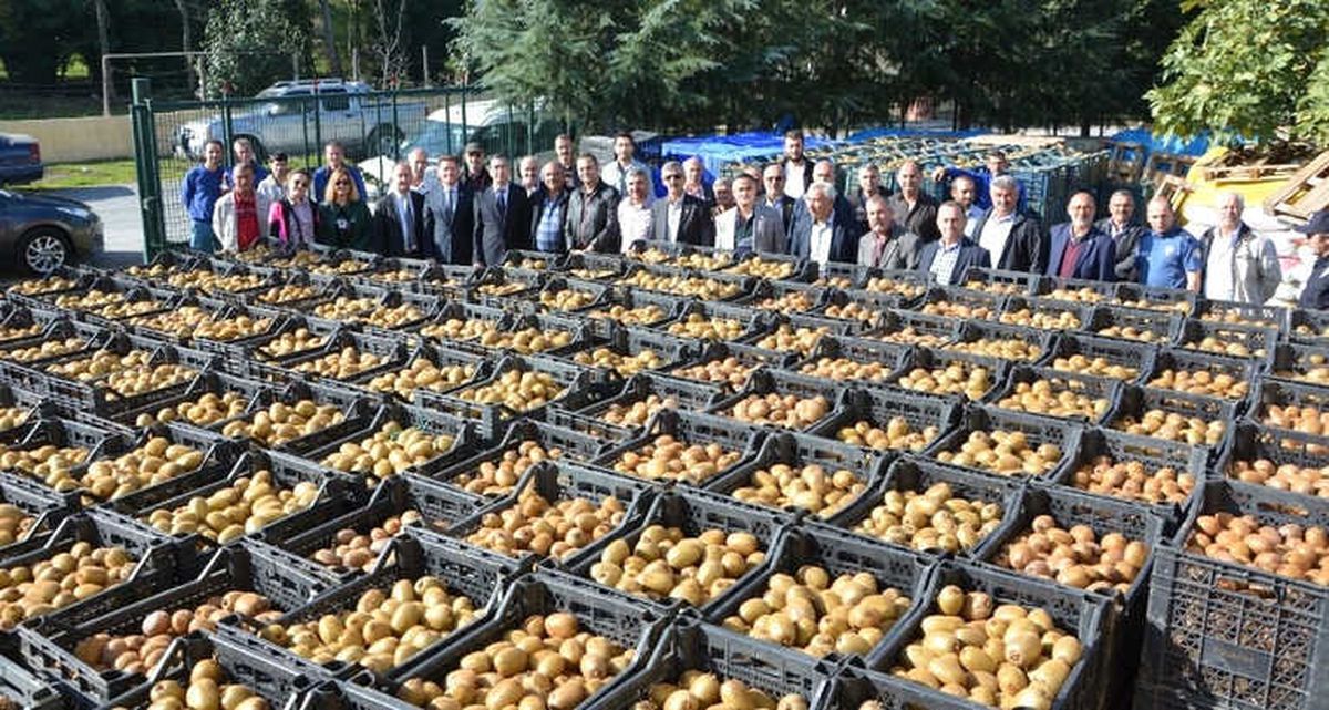 19 Mayıs\'ta Kivi Hasadı