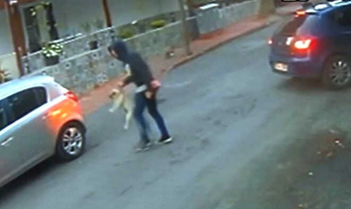 3 Dilde Komutları Anlayan Köpek Çalındı