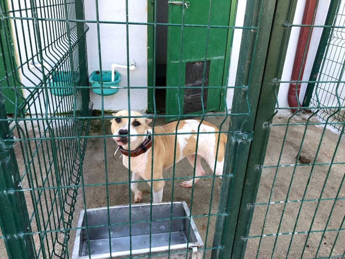 Bilecik\'te Pitbull Vahşeti