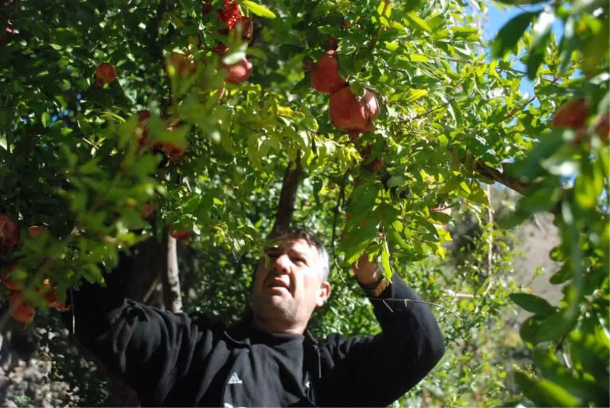 Bitlis\'te Nar Hasadı Yapılamadı