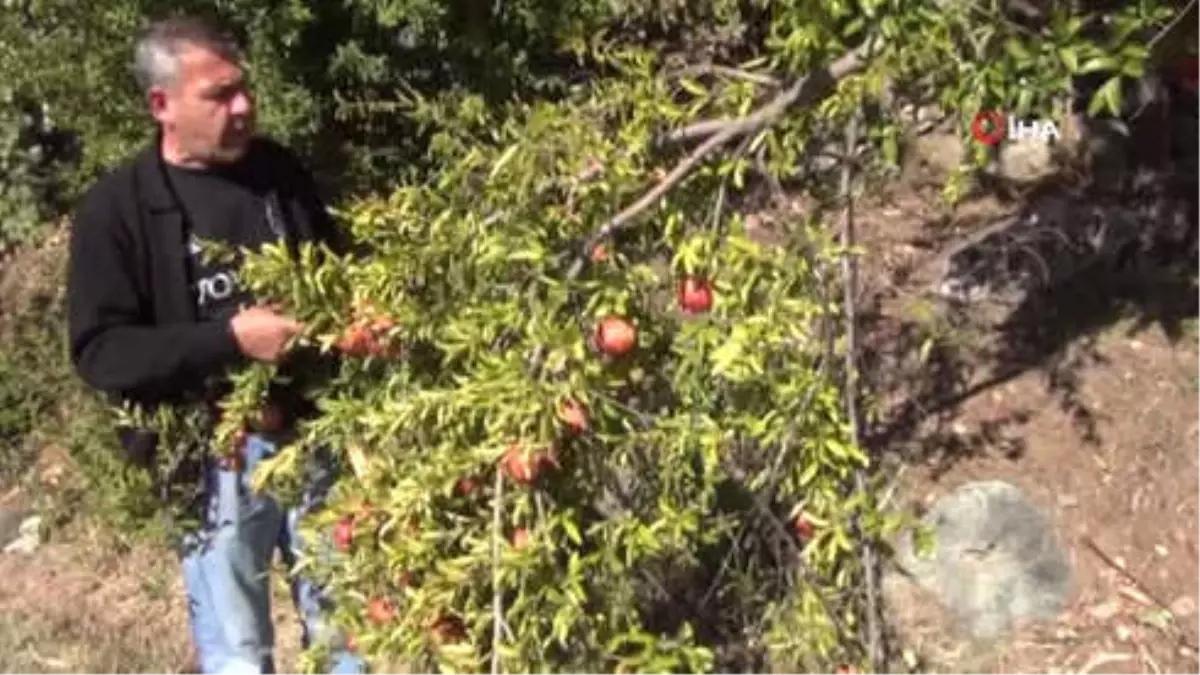 Bitlis\'te Üreticiler Bu Sene Nar\'dan Verim Alamadı