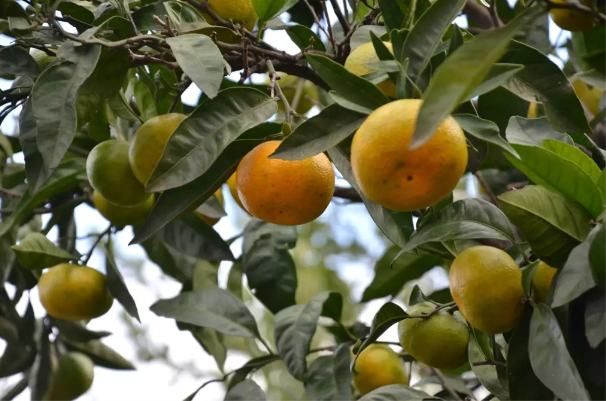 Doğu Karadeniz\'de Narenciye Hasadı Başladı