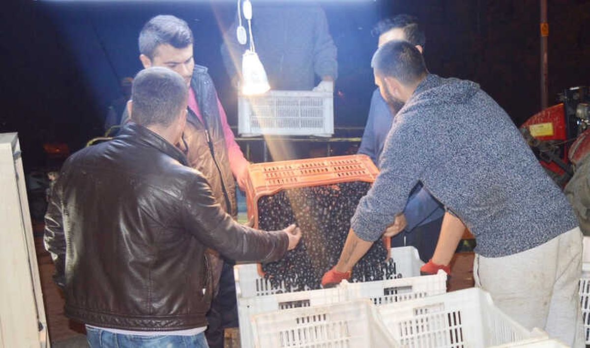 Erdek\'te Zeytin Hasadı Sürüyor