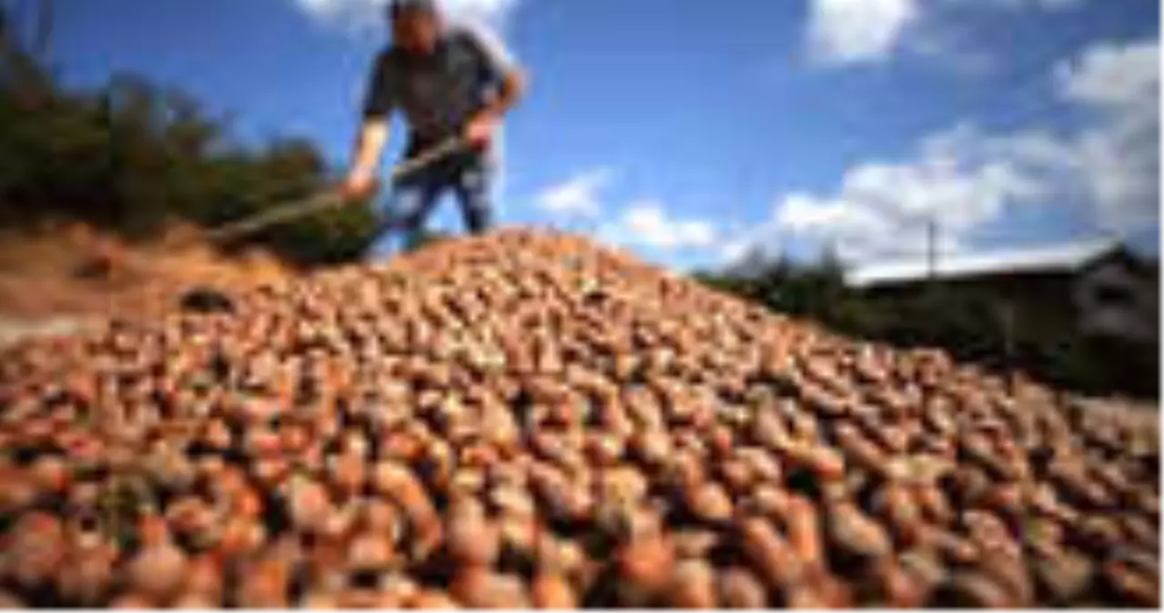 Fındık İhracatından 2 Ayda 314,3 Milyon Dolarlık Gelir Elde Edildi