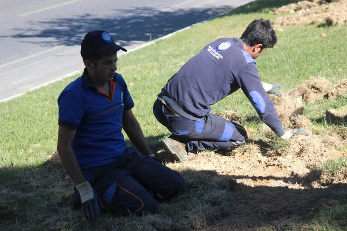 Menteşe\'nin Yeşil Alanları Domuz Tehdidi Altında