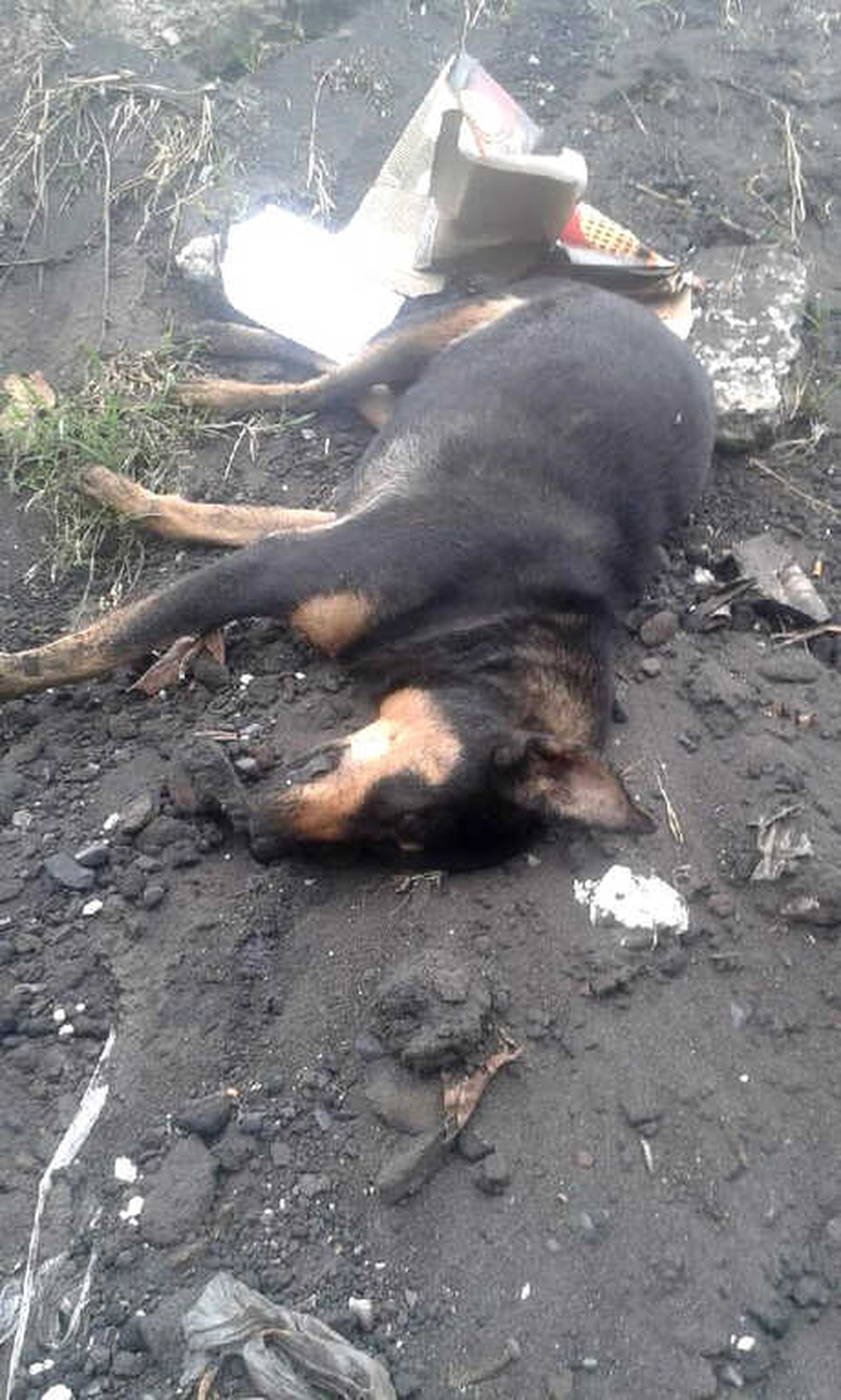 Nehir Kenarında Telef Olmuş 8 Köpek Bulundu
