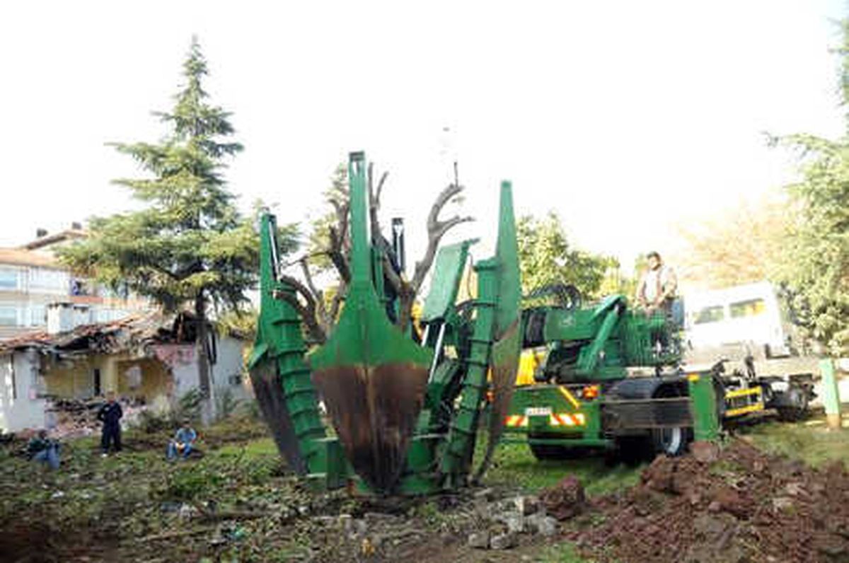 Okul İnşaatı Alanında Kalan Ağaçlar Nakledildi