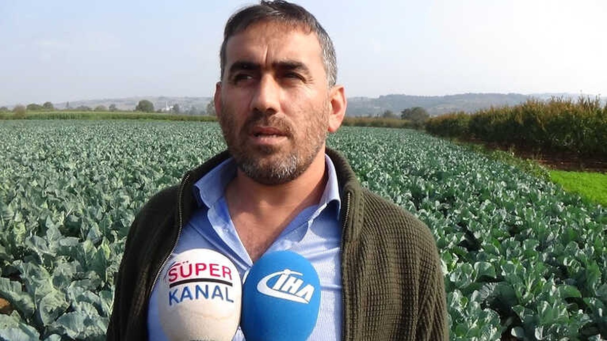 Karnabahar, Lahana ve Brokolide Rekolte Sevindiriyor