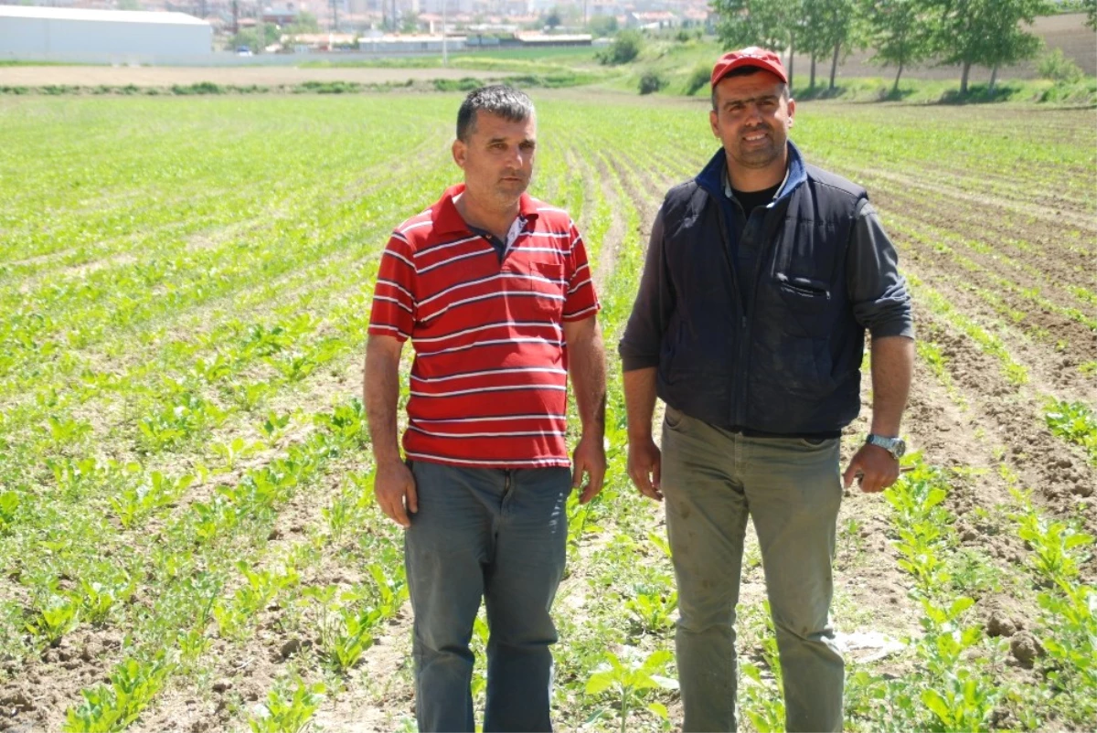 Pancarda Fiyat İyi Verim Düşük