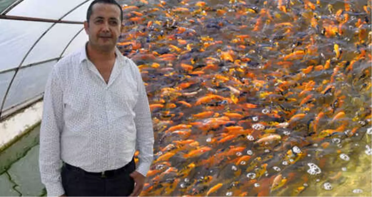 Serada Domates Gibi Yetiştirilen Süs Balıkları, Vatandaşın Yeni Kazanç Kapısı Oldu