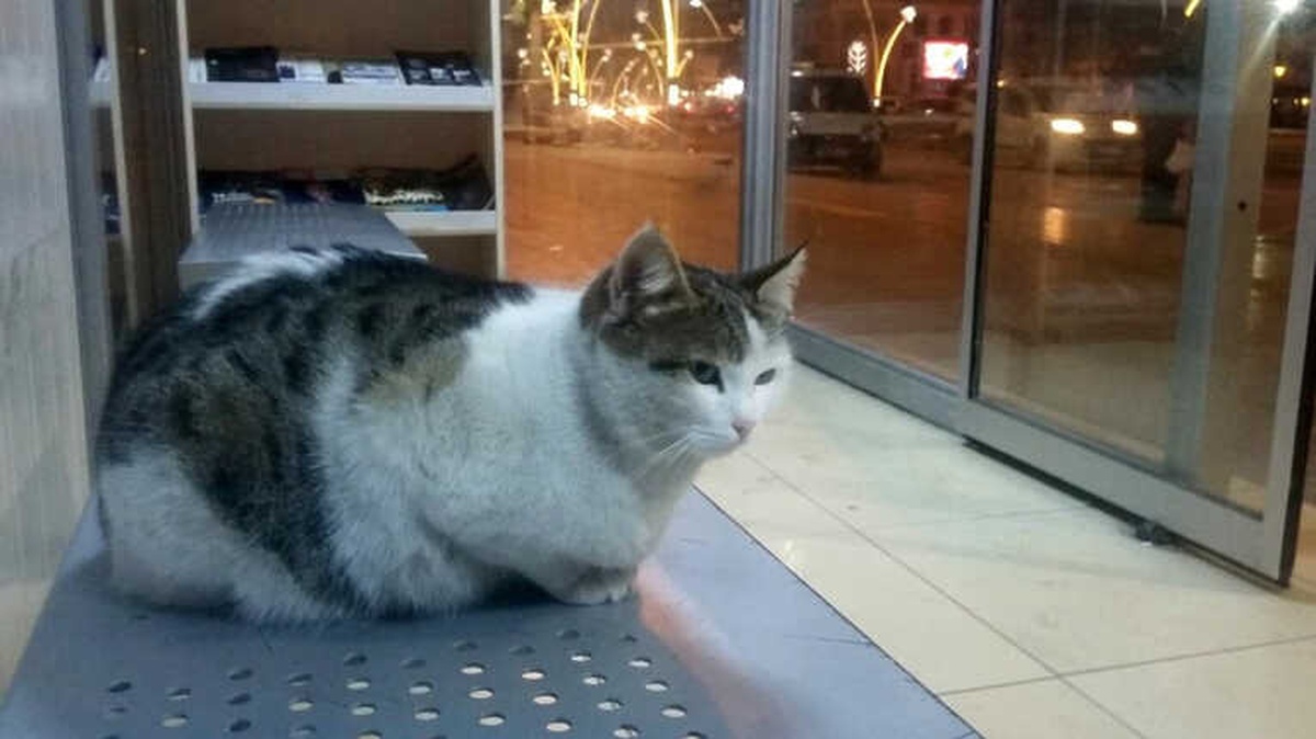 Soğuk Havada Kedi Otobüs Durağına Sığındı