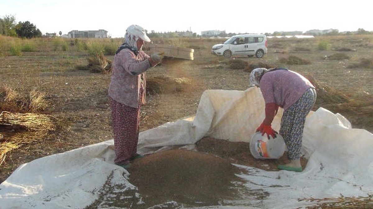 Tarladan Toplanmadan Hırsızların Hedefi Oldu
