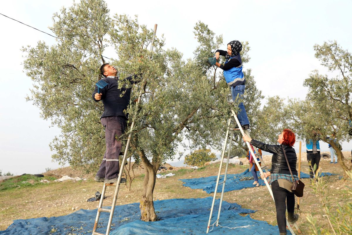 "Topraktan Halka" Zeytin Hasadı Başladı