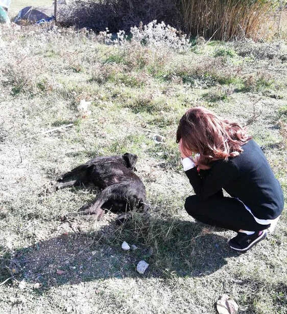 Ağılına Girip Kuzularına Zarar Verdiğini İddia Ettiği Köpeği Öldürdü