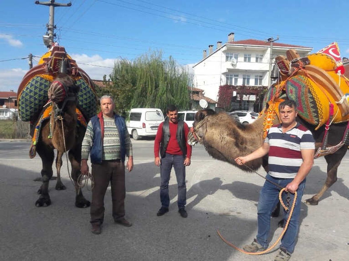 Çan\'da Güreş Develerine Havutları Kondu