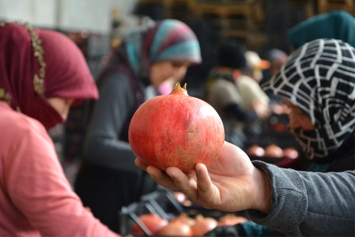 Rusya\'nın Narı Korkuteli\'den İhraç Ediliyor