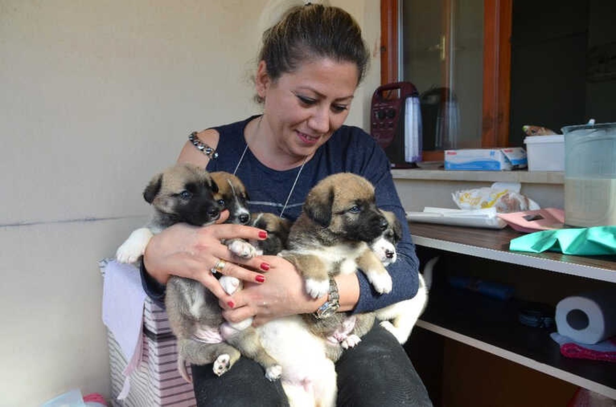 Sokakta Bulduğu Yavru Köpekleri Evinde Biberonla Besliyor