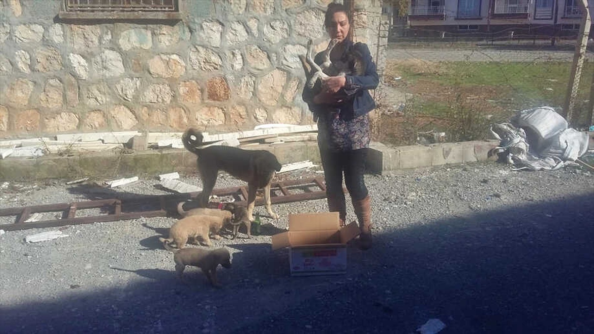 Adıyaman\'da Ayağı Kırılan Köpek Tedavi Edildi