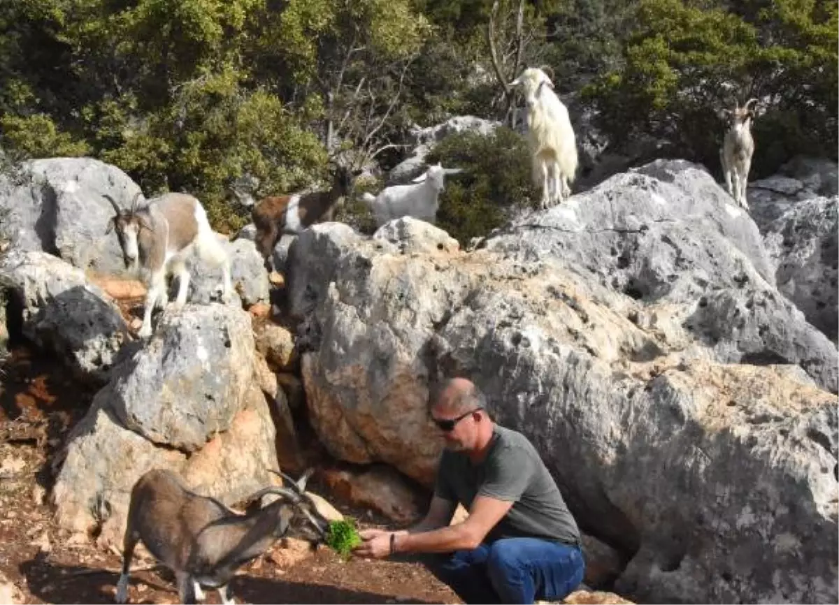 Aşırlı Adası\'nın Bekçileri Yaban Keçileri