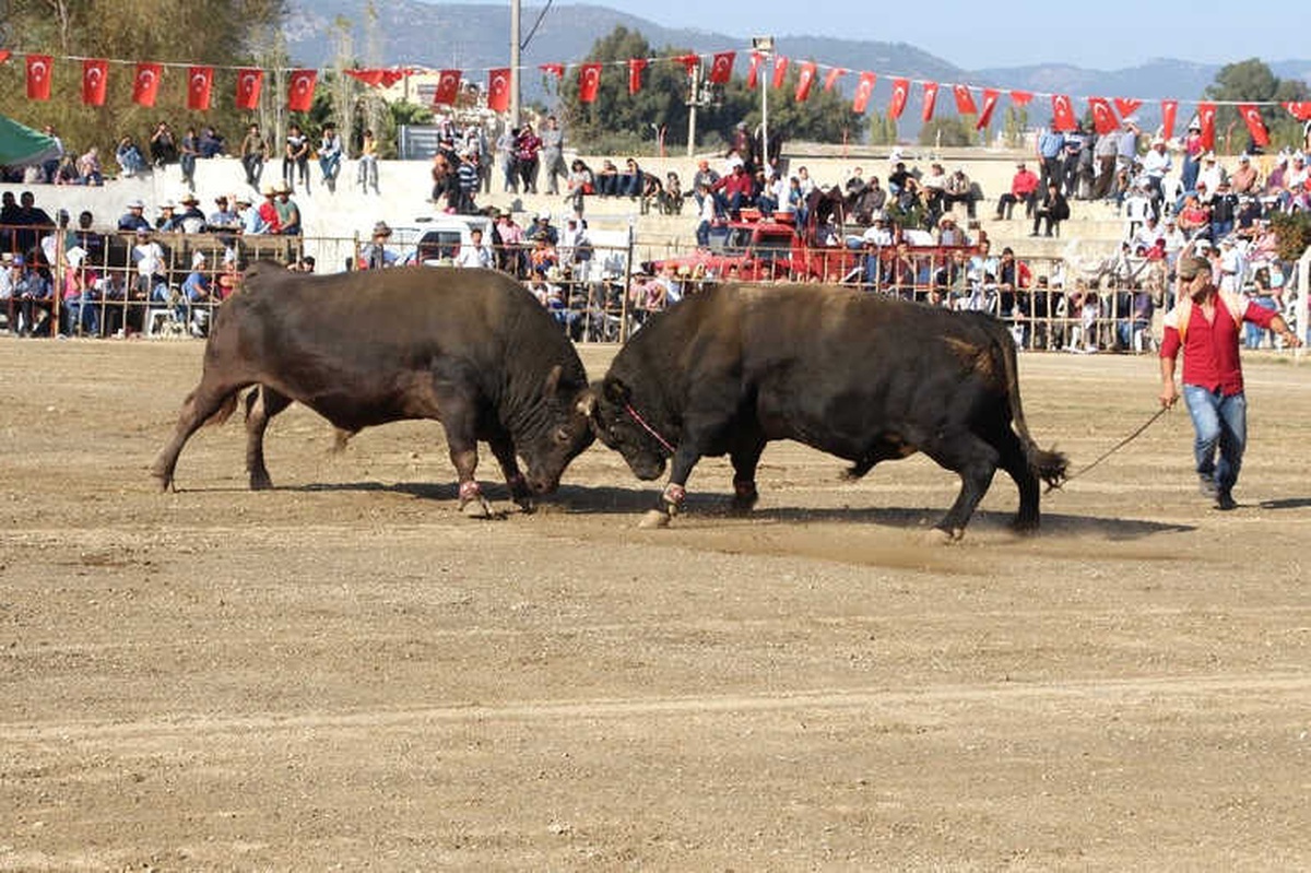 Germencik Arenası Türkiye Şampiyonası\'na Ev Sahipliği Yaptı