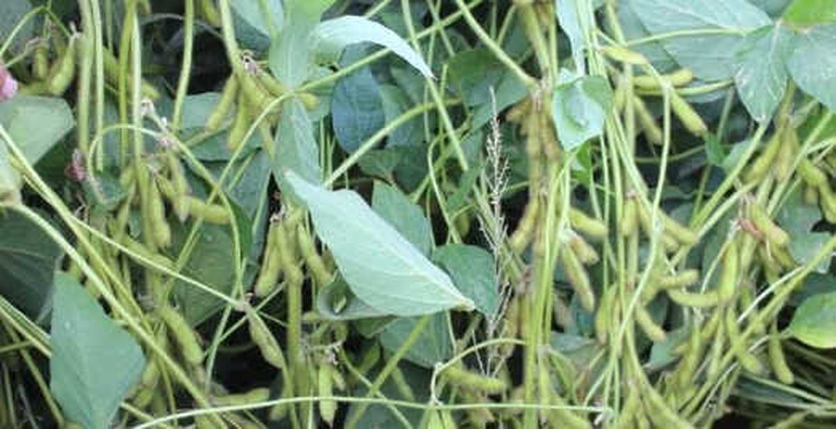 Iğdır\'da Soya Ekimi Desteklenmesi