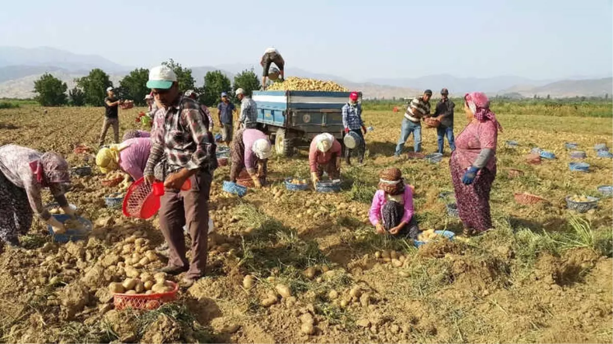 Kış Patatesi Sökümü 10 Güne Kadar Başlıyor