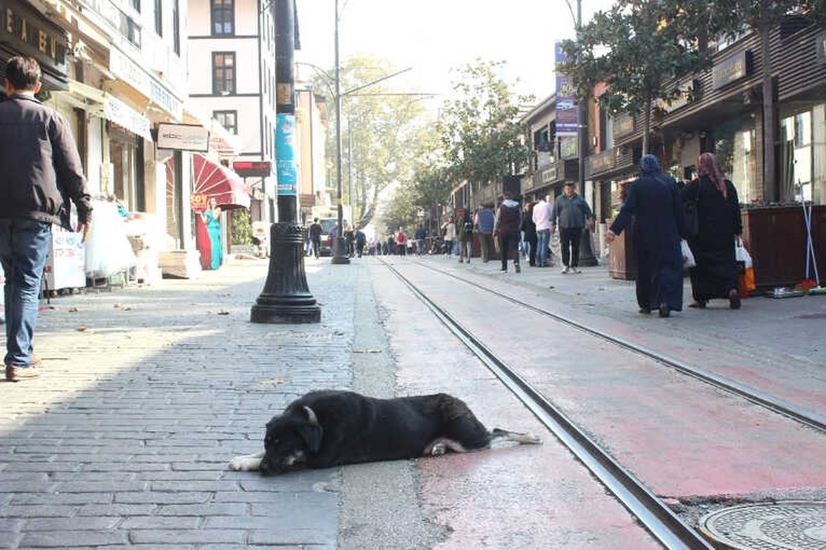Köpek de Olsa O Bir Anne