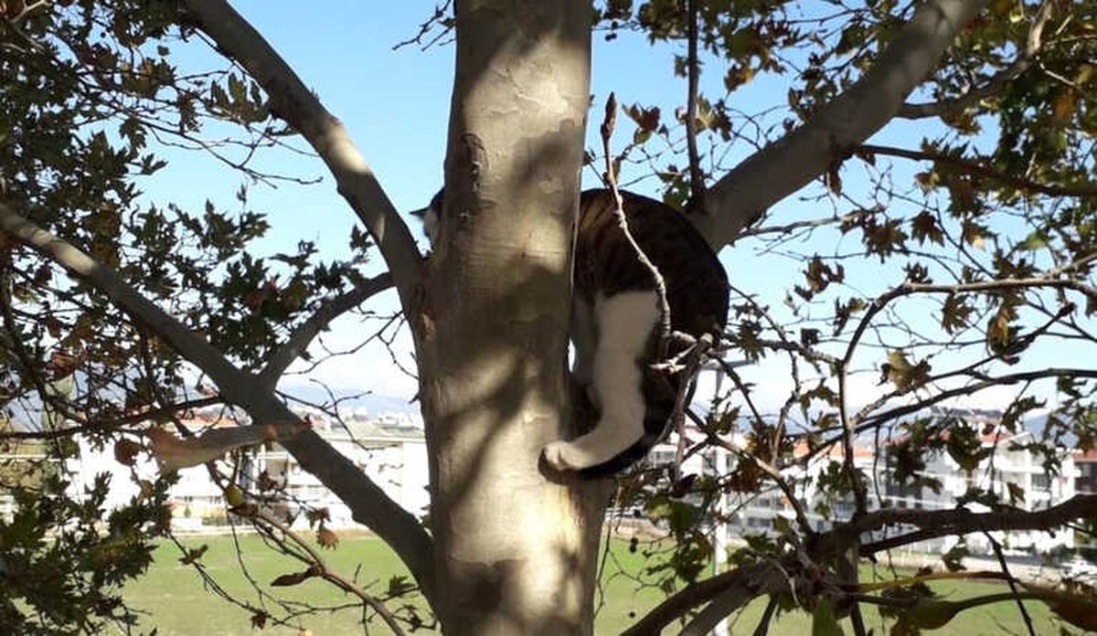 Kurtarılan Kedi Sahibini Görünce Sevinçten Çılgına Döndü