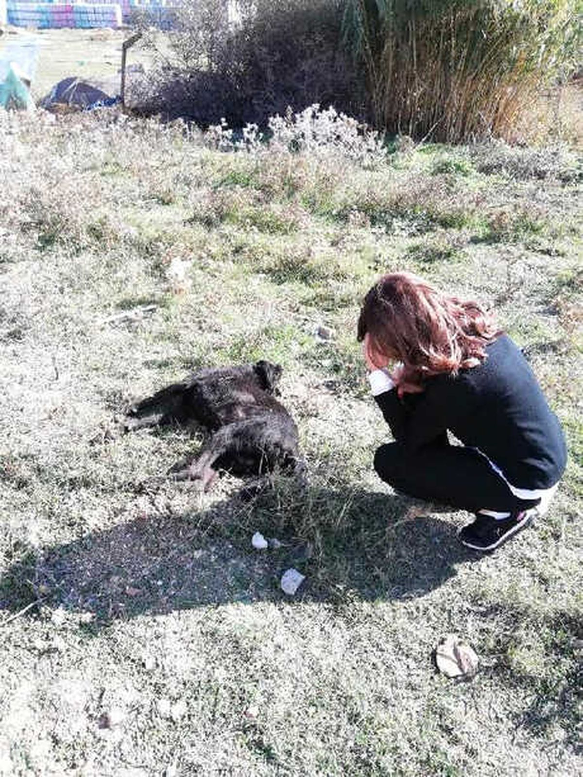 Kuzularına Zarar Verdiğini İddia Ettiği Köpeği Öldürdü