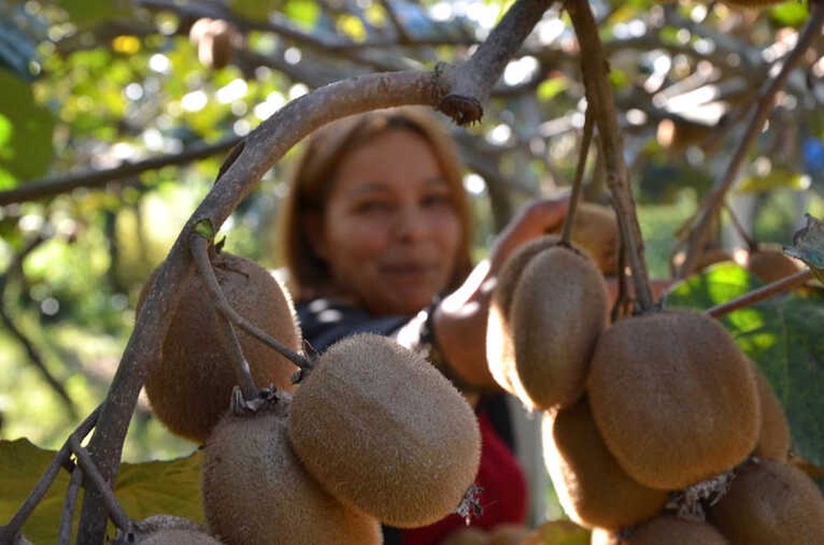 Ordu Kivisine İlgi Artıyor