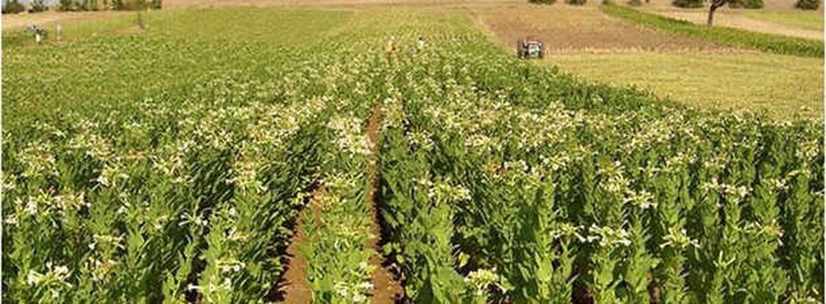 Tütün Sektöründe Tek Tip Paket ve Kapalı Dolap Krizi