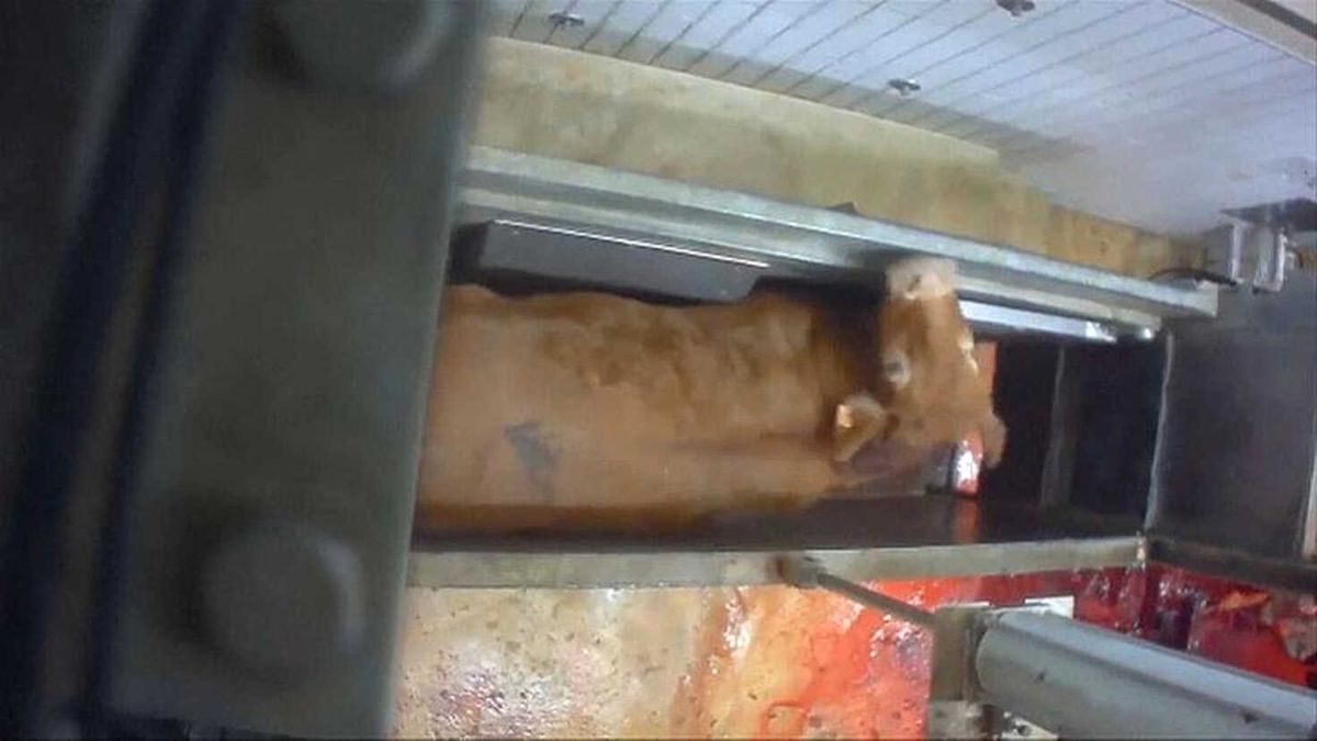 Video | Fransa\'da Mezbahada Hayvanlara İşkence Gizli Kamerada