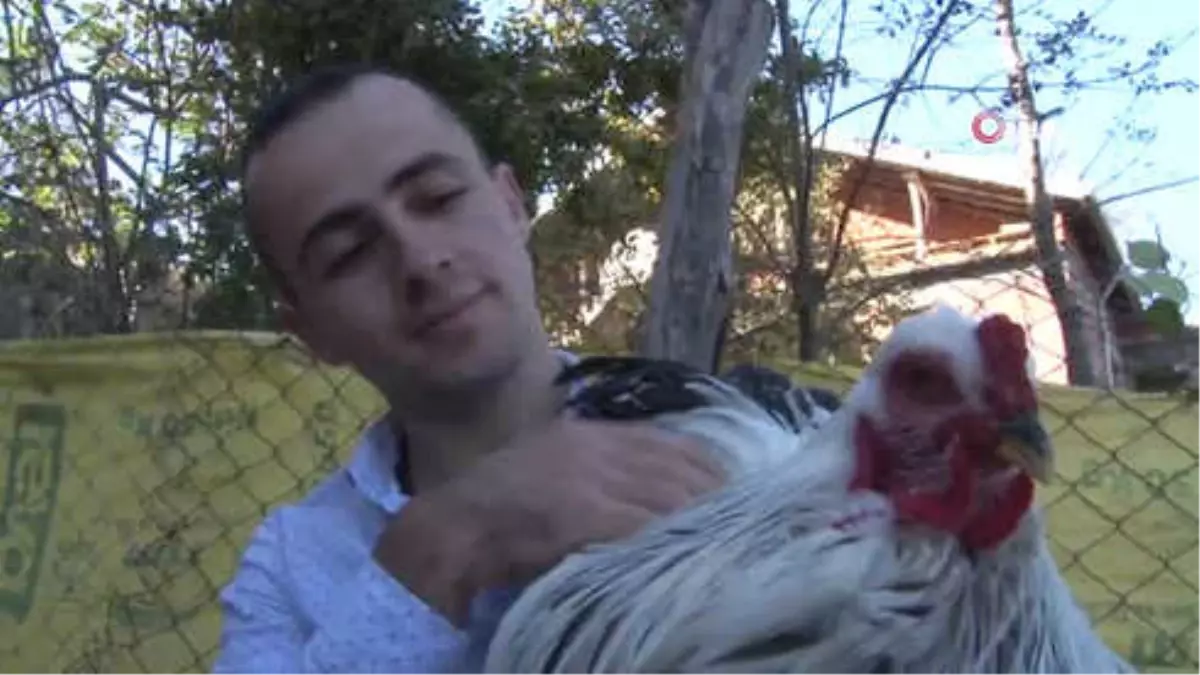 3 Yıl Önce Gördüğü Brahma Cinsi Tavukları Yaygınlaştırmayı Amaçlıyor