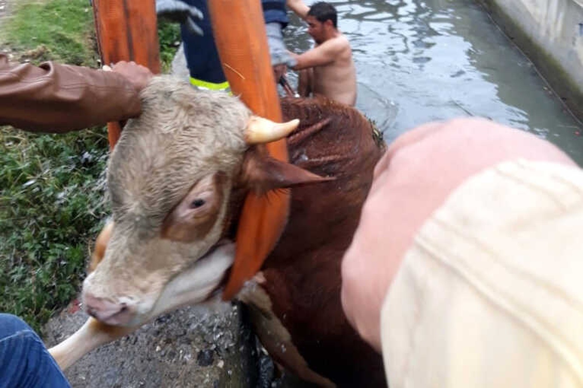 Ahırdan Kaçan Dana Sulama Kanalına Düştü