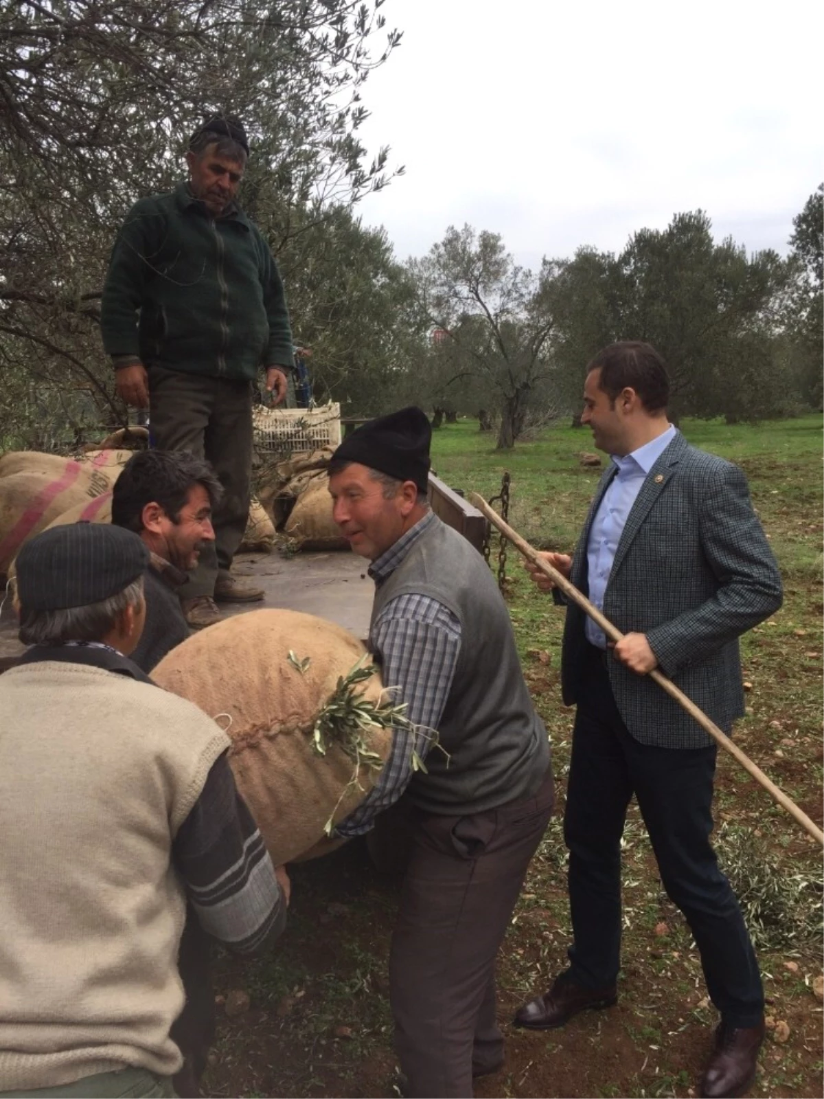 Akın: "Zeytin Üreticisi Devletten Destek Bekliyor"