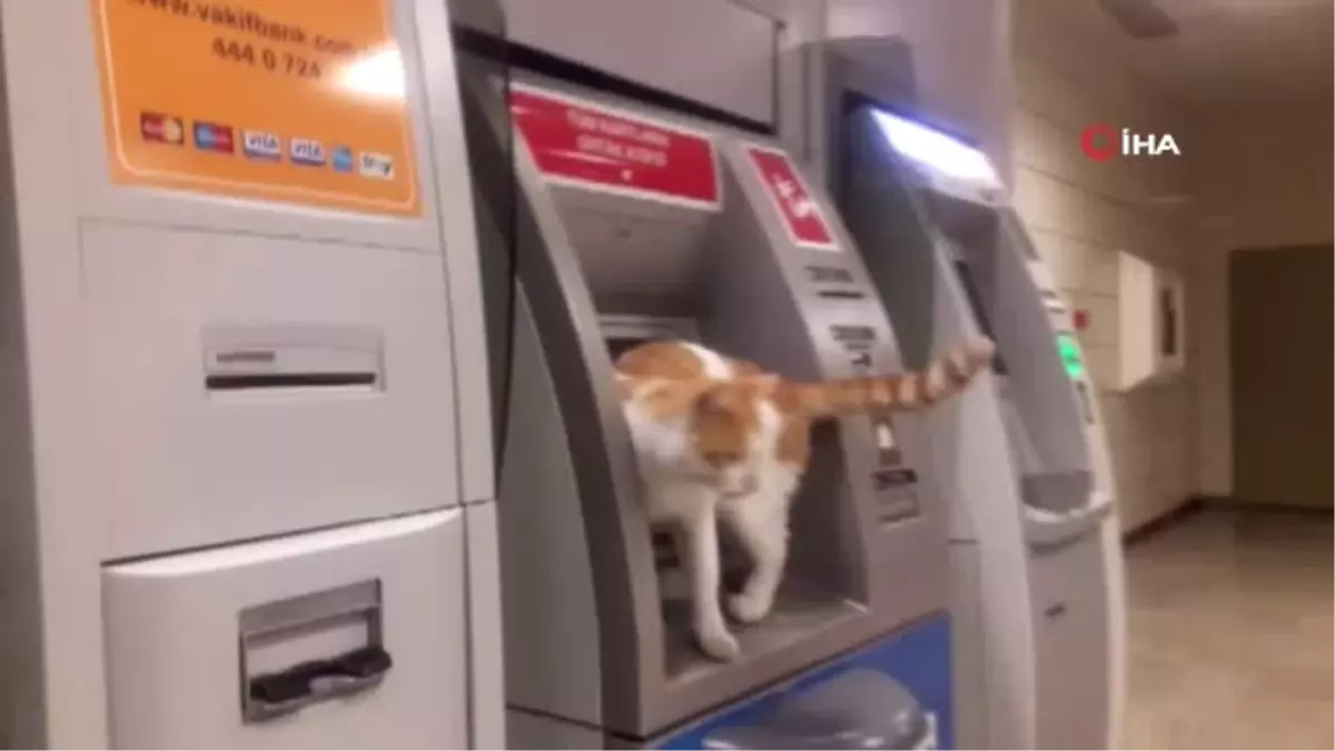 Atm\'ye Çıkan Sevimli Kedi İlgi Odağı Oldu