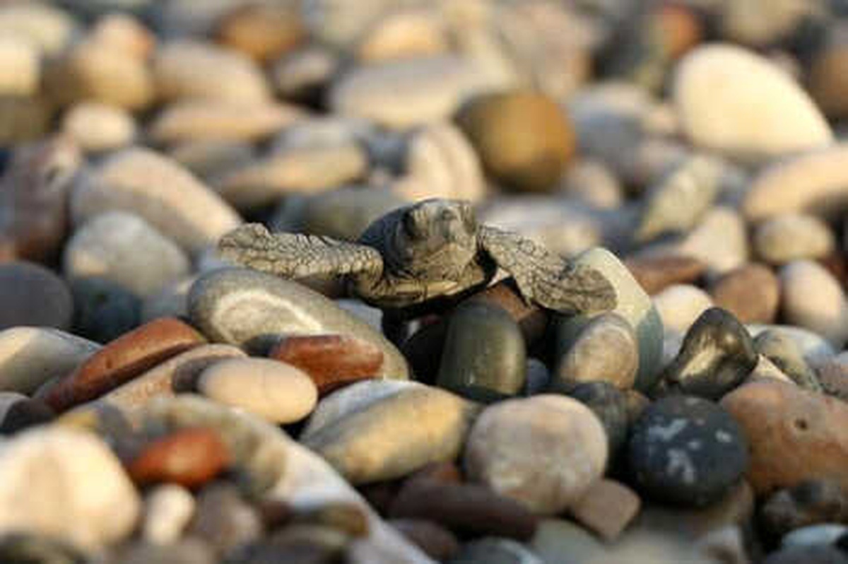 Çıralı\'da 22 Yılın Rekoru: 7 Bin 612 Caretta Caretta Yavrusu Denizle Buluştu