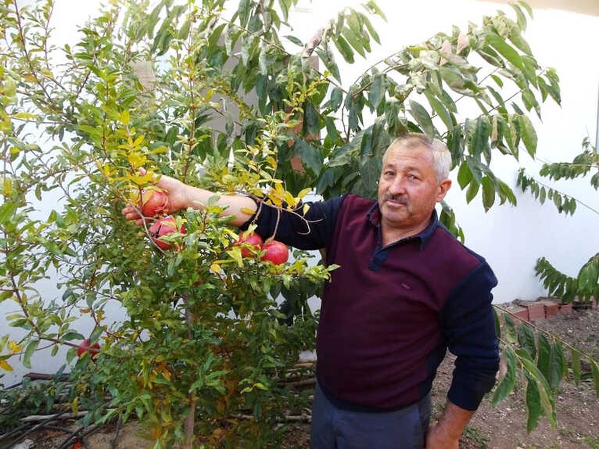 Hisarcık\'ta İlk Kez Nar Yetiştirildi