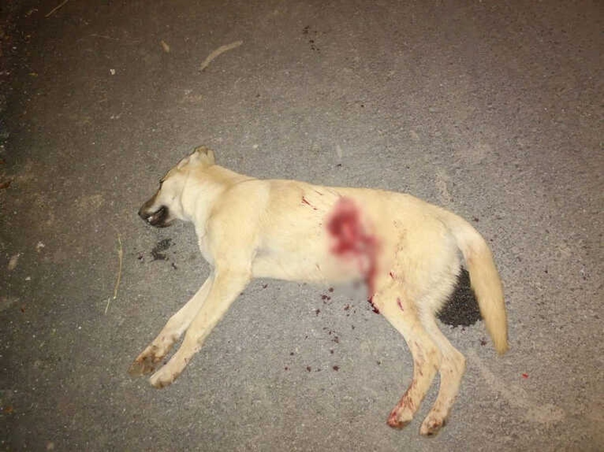 Kümesindeki Tavukları Yiyen Köpeği Tüfekle Öldürdü