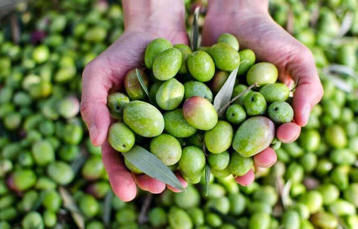 Saipler\'de Yapılacak Zeytin Festivali 11 Kasım\'da