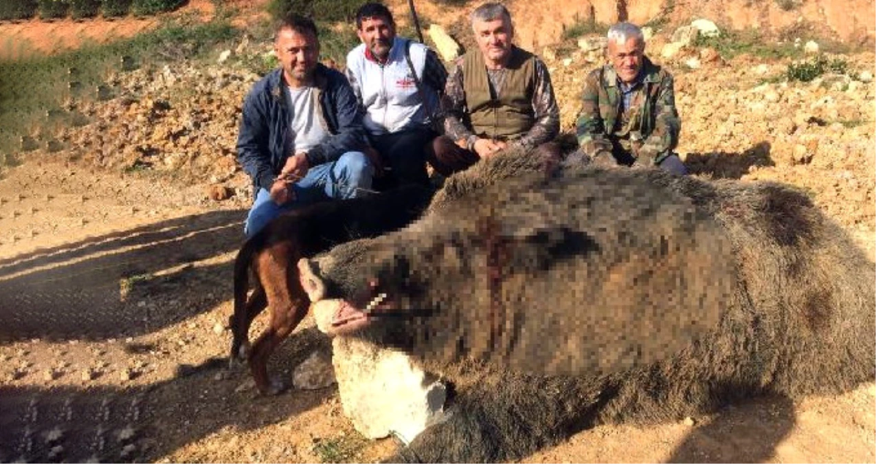 Sakarya\'da Avcılar, 350 Kiloluk Dev Domuzu Avlayıp Hatıra Fotoğrafı Çektirdi