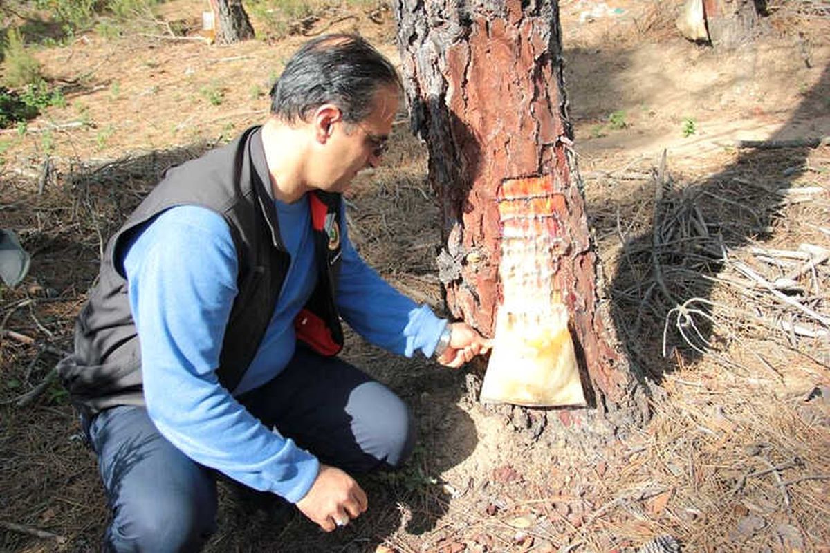 Yalova\'da Reçine Hasadına Başlandı