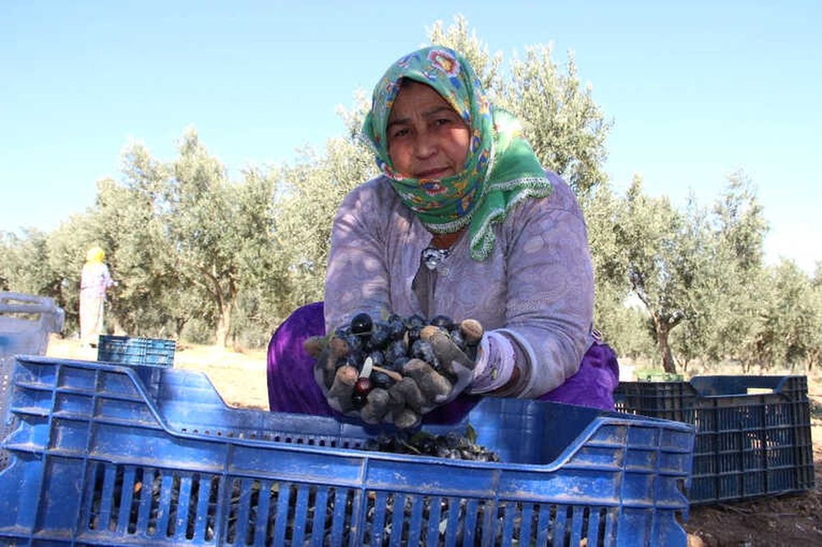 Zeytin Hasadının Sürdüğü Manisa\'da Üretici Fiyattan Dertli