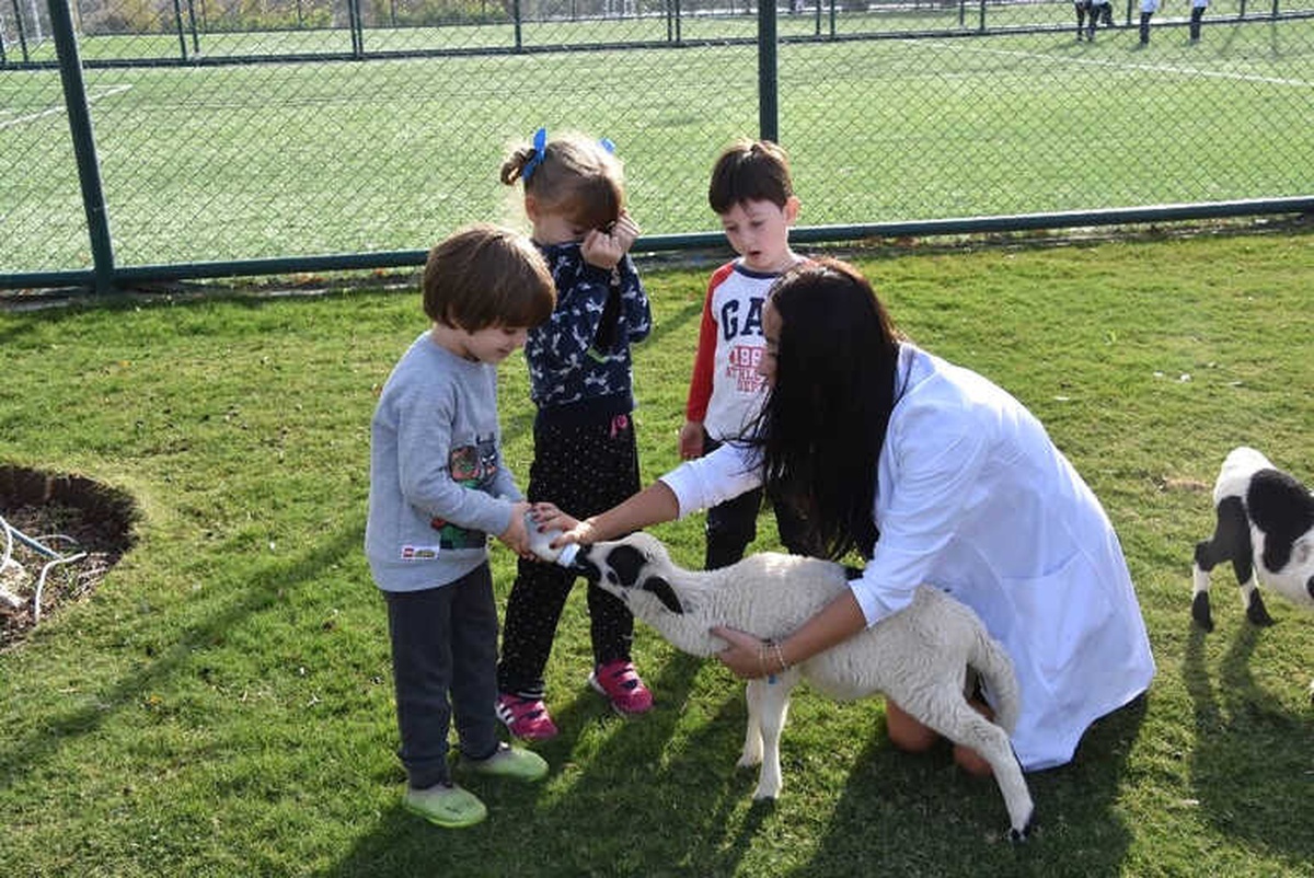 Annesiz Kalan Kuzuları Minikler Besliyor